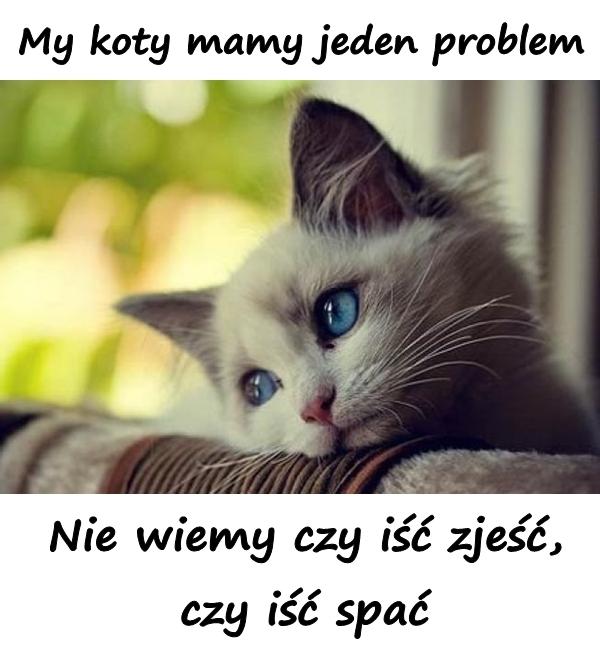 My koty mamy jeden problem. Nie wiemy czy iść zjeść, czy