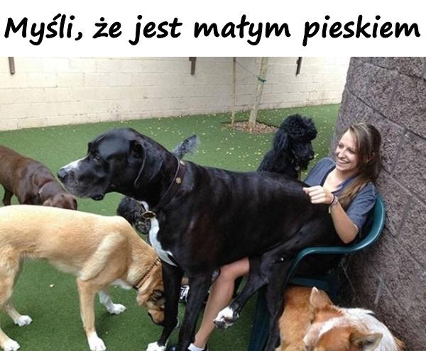 Myśli, że jest małym pieskiem