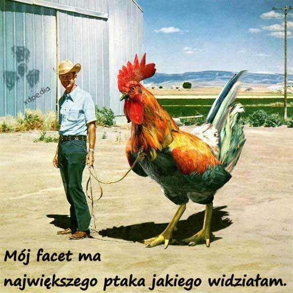 Mój facet ma największego ptaka jakiego widziałam