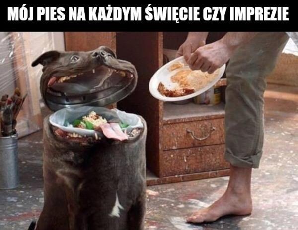 Mój pies na każdym święcie czy imprezie