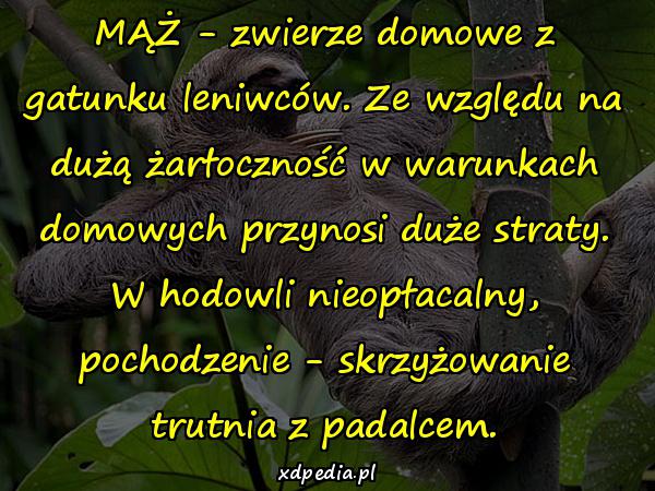 MĄŻ - zwierze domowe z gatunku leniwców. Ze względu na dużą