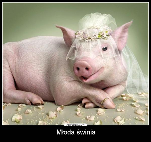 Młoda świnia