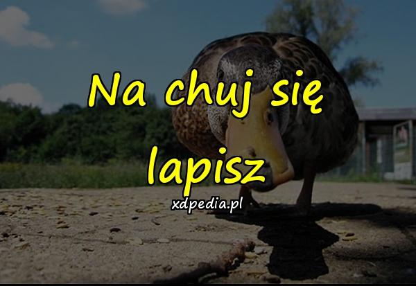 Na chuj się lapisz