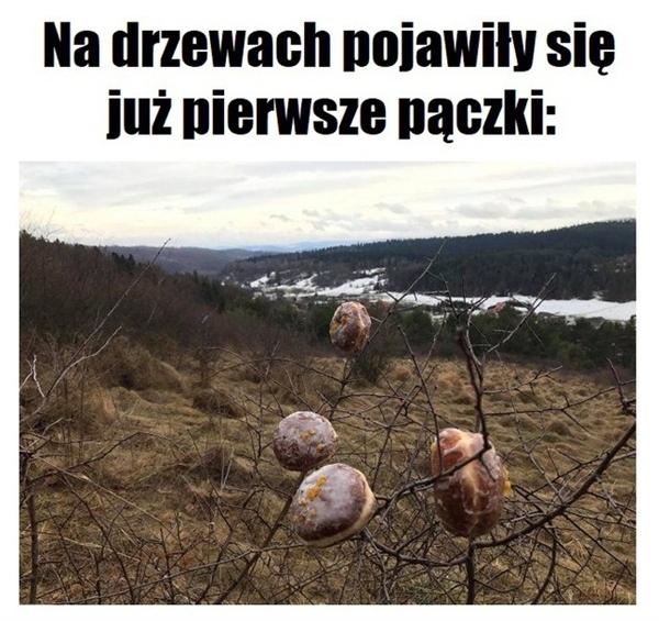 Na drzewach pojawił się już pierwsze pączki