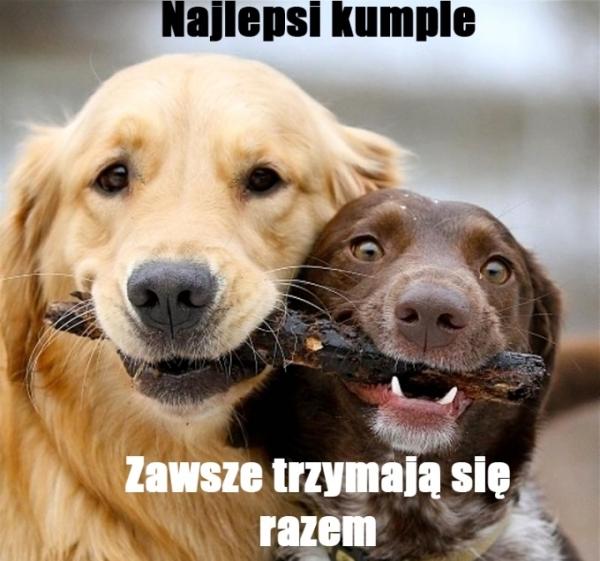 Najlepsi kumple zawsze trzymają się razem