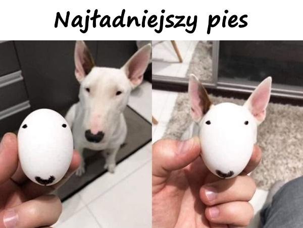 Najładniejszy pies