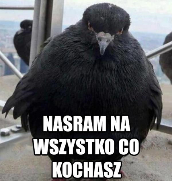 Nasram na wszystko co kochasz