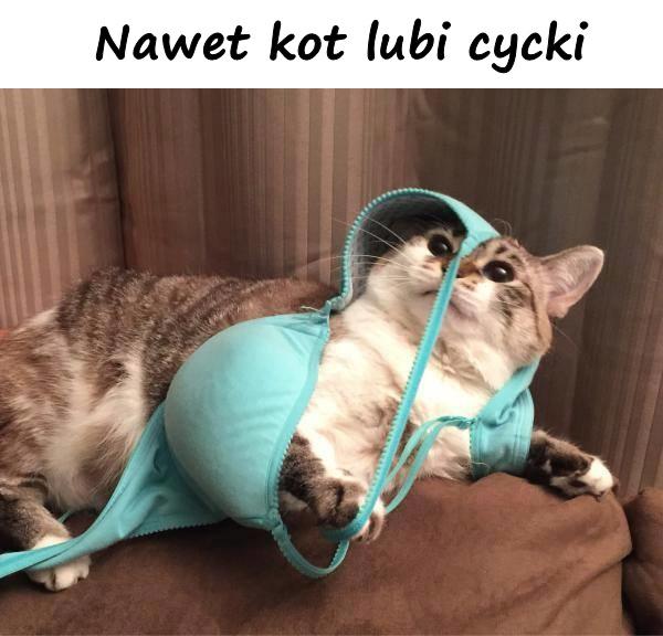 Nawet kot lubi cycki