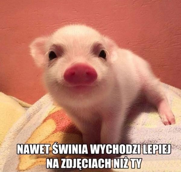 Nawet świni wychodzi na zdjęciach lepiej niż ty