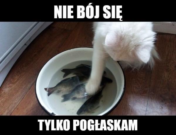 Nie bój się, tylko pogłaskam