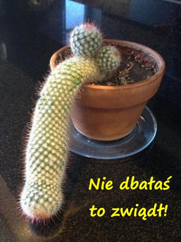 Nie dbałaś to zwiądł