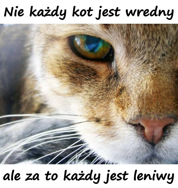 Nie każdy kot jest wredny, ale za to każdy jest leniwy