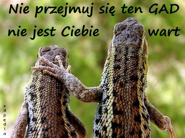 Nie przejmuj się ten GAD nie jest Ciebie wart