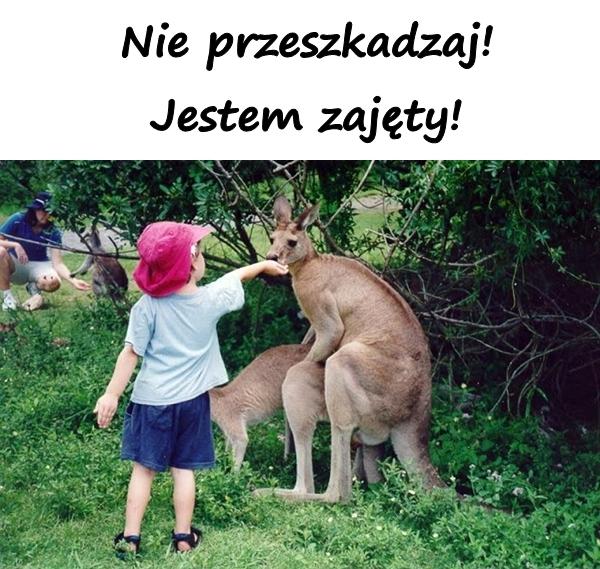 Nie przeszkadzaj! Jestem zajęty