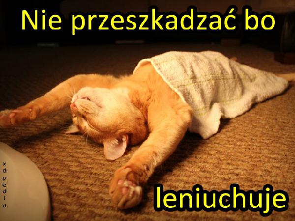 Nie przeszkadzać bo leniuchuje