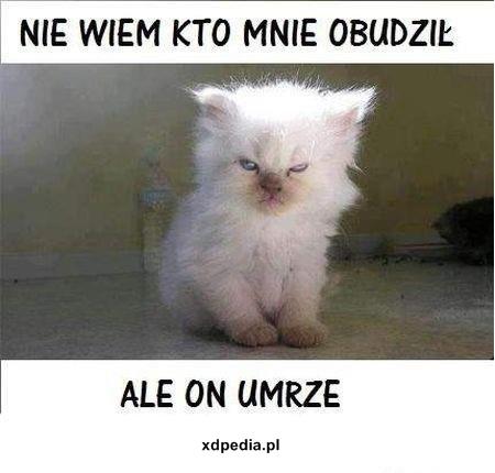 Nie wiem kto mnie obudził, ale on umrze