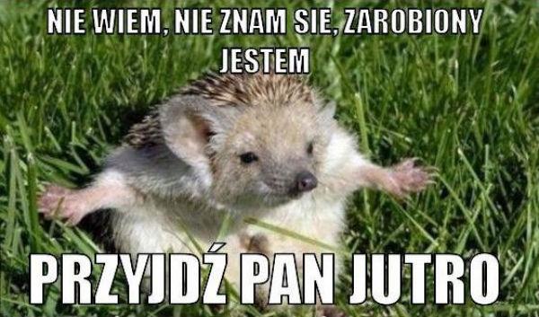 Nie wiem, nie znam się, zarobiony jestem przyjdź pan jutro