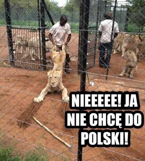 Nieeee! Ja nie chcę do Polski