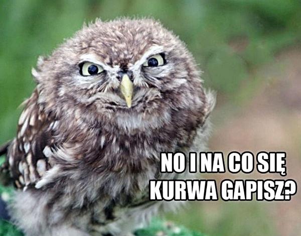 No i na co się kurwa gapisz