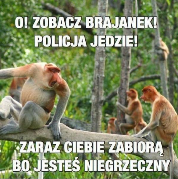 O! Zobacz Brajanek! Policja jedzie! Zaraz ciebie zabiorą bo