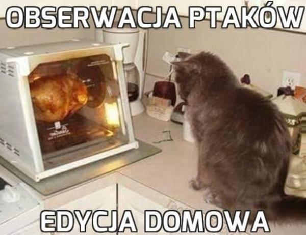 Obserwacja ptaków