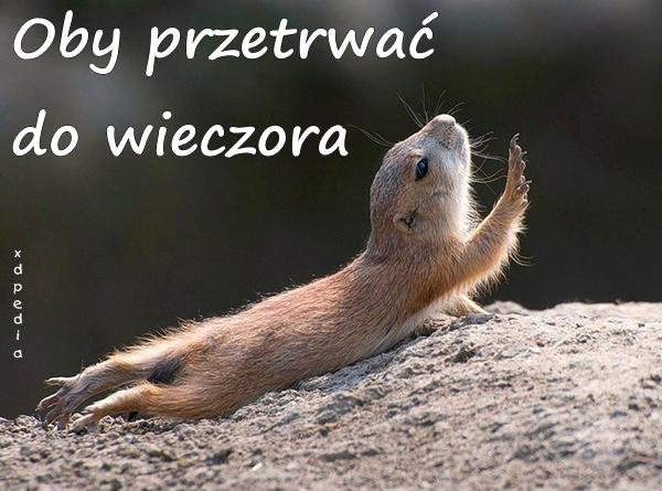 Oby przetrwać do wieczora