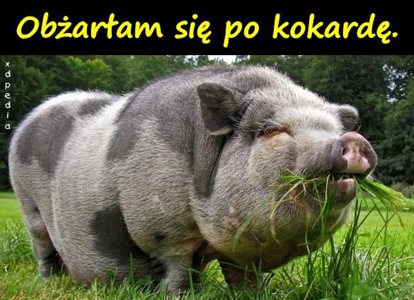 Obżarłam się po kokardę