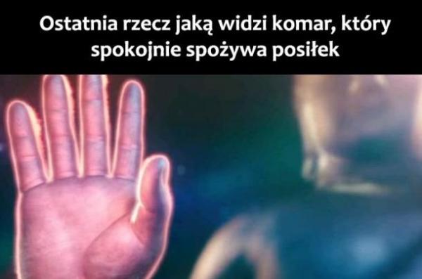 Ostatnia rzecz jaką widzi komar, który spokojnie spożywa