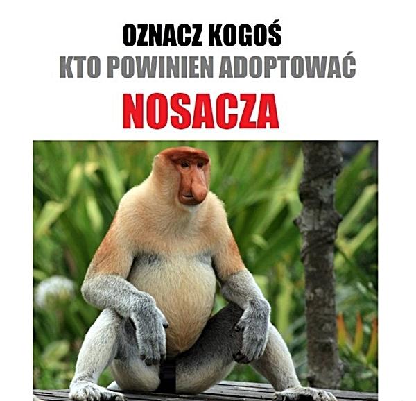 Oznacz kogoś kto powinien adoptować nosacza