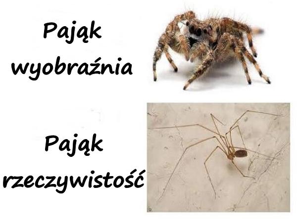 Pająk: wyobraźnia i rzeczywistość