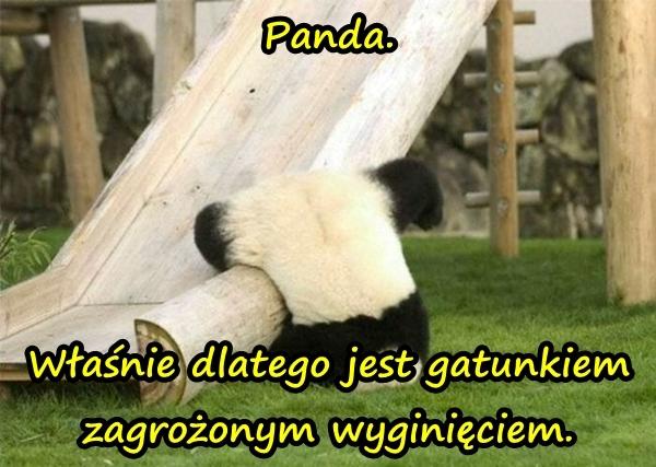 Panda. Właśnie dlatego jest gatunkiem zagrożonym