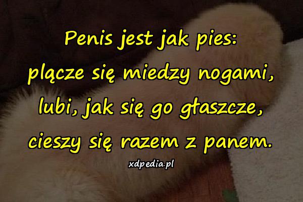 Penis jest jak pies: plącze się miedzy nogami, lubi, jak