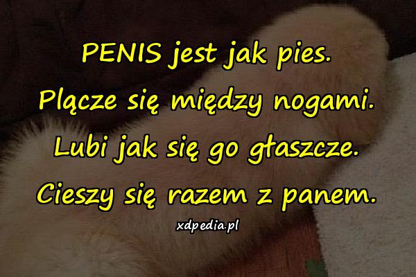 PENIS jest jak pies. Plącze się między nogami. Lubi jak się