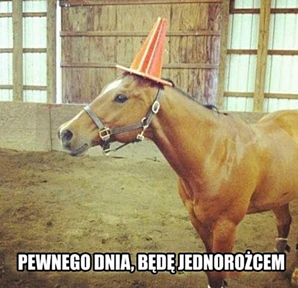 Pewnego dnia będę jednorożcem