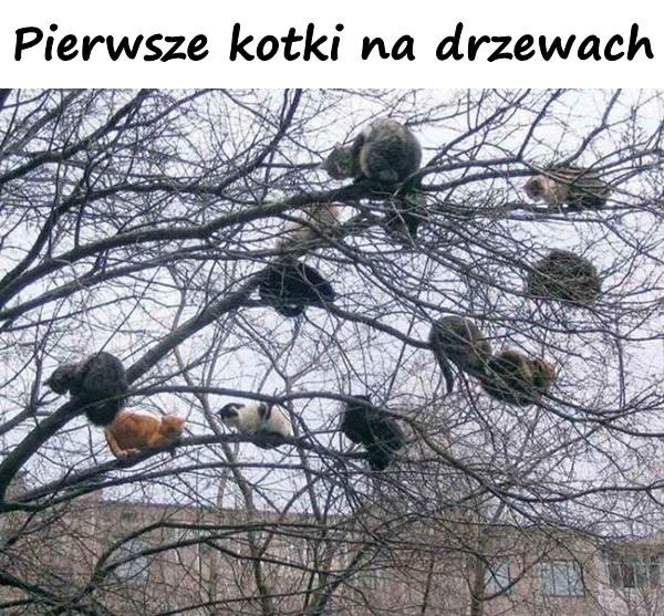 Pierwsze kotki na drzewach