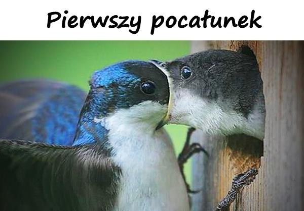 Pierwszy pocałunek