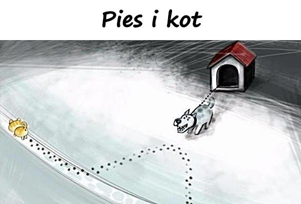 Pies i kot