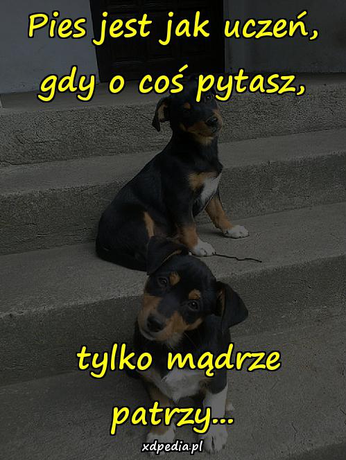 Pies jest jak uczeń, gdy o coś pytasz, tylko mądrze