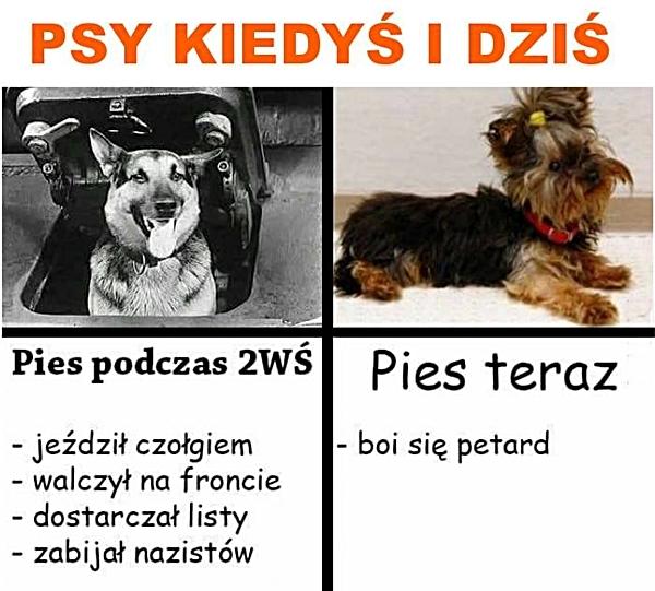 Pies kiedyś: jeździł czołgiem, walczył na froncie