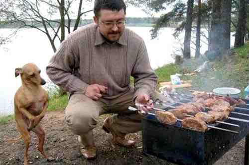 Pies, który czeka na grillowane mięsko