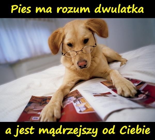 Pies ma rozum dwulatka, a jest mądrzejszy od Ciebie