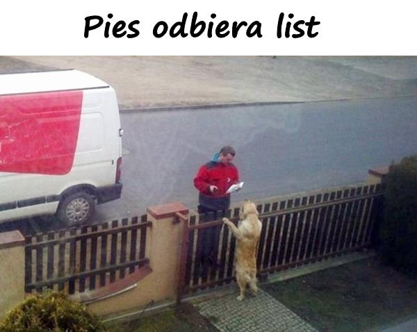 Pies odbiera list