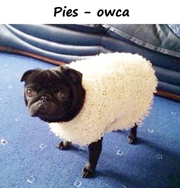 Pies - owca