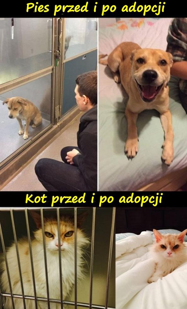 Pies przed i po adopcji. Kot przed i po adopcji