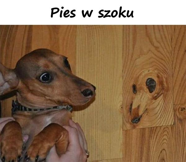 Pies w szoku