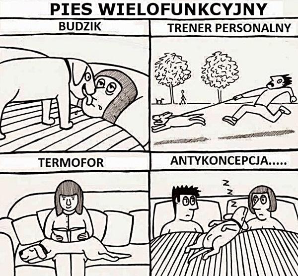 Pies wielofunkcyjny: budzik, trener personalny, termofor