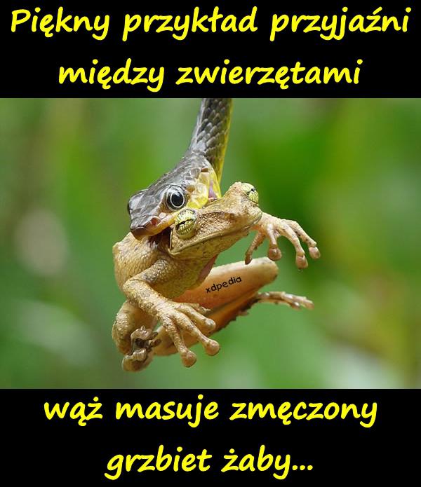 Piękny przykład przyjaźni między zwierzętami: wąż masuje