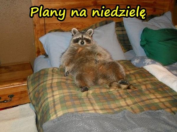 Plany na niedzielę