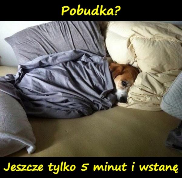 Pobudka? Jeszcze tylko 5 minut i wstanę