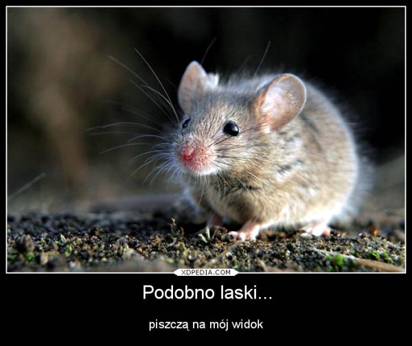 Podobno laski... piszczą na mój widok